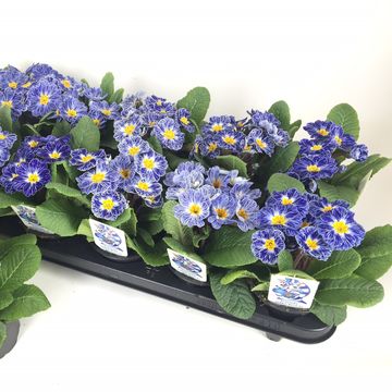 Primula 'Zebra Blue'