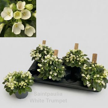 Saintpaulia TRAILING WHITE TRUMPET