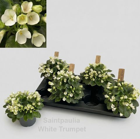 Saintpaulia TRAILING WHITE TRUMPET