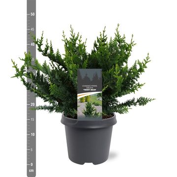 Chamaecyparis obtusa 'Teddy Bear'