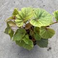 Begonia grandis