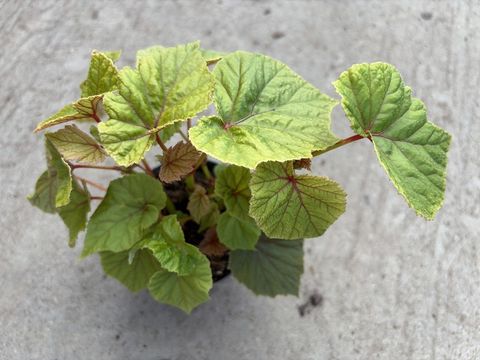 Begonia grandis