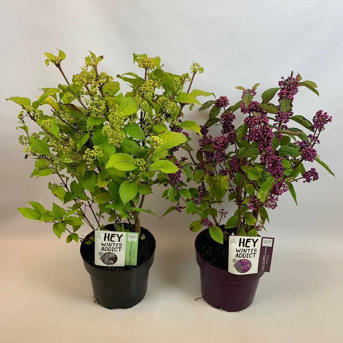 Callicarpa bodinieri MIX — Plant Wholesale FlorAccess