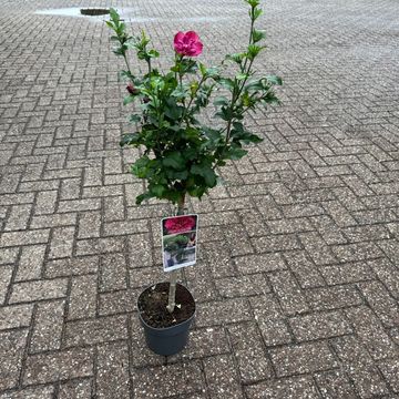 Hibiscus syriacus RUBY CHIFFON