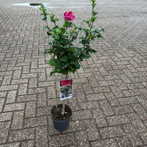 Hibiscus syriacus RUBY CHIFFON