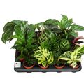 Calathea MIX