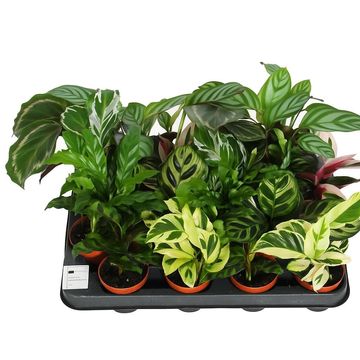 Calathea MIX
