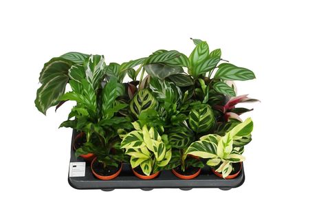 Calathea MIX