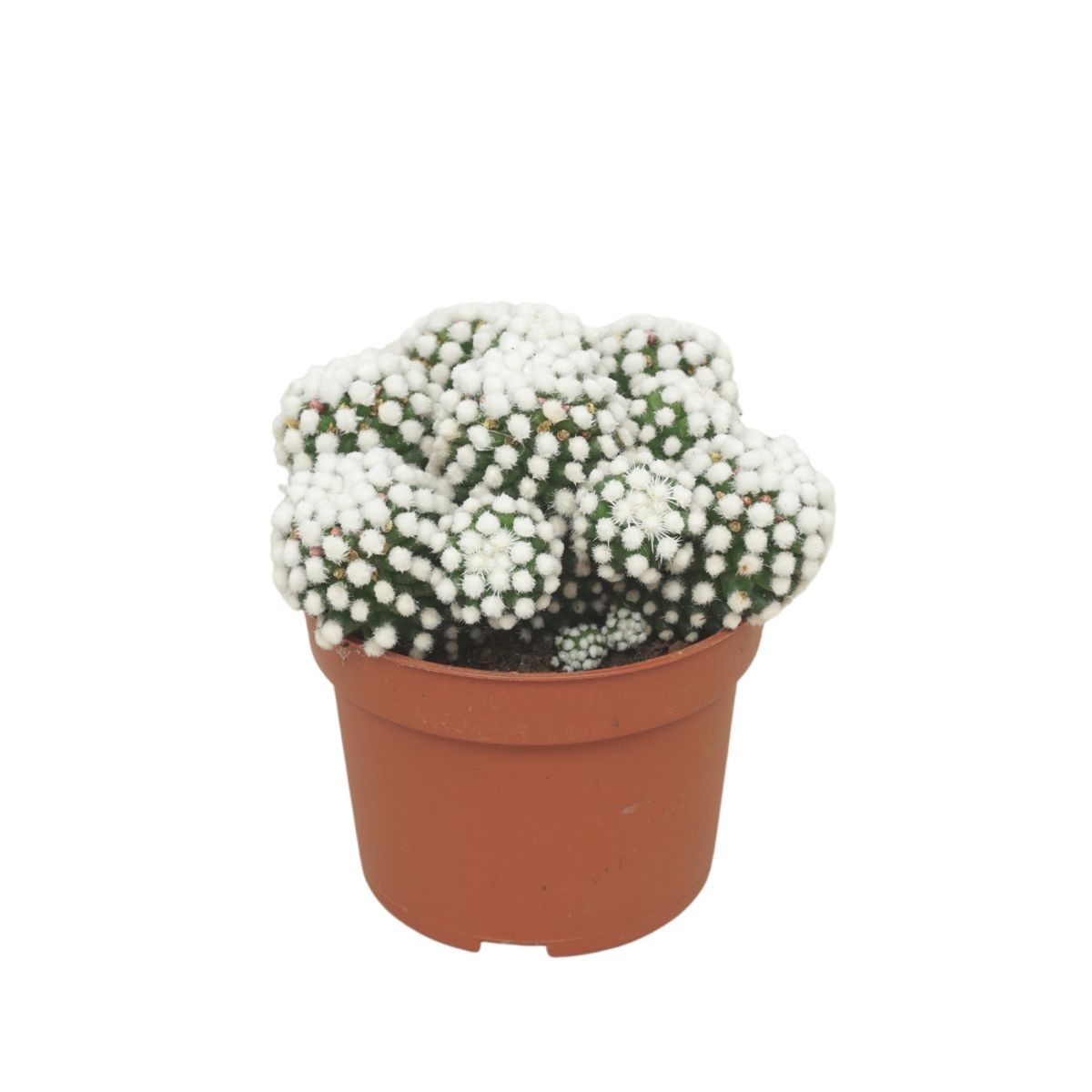 Mammillaria gracilis 'Albata'  Plant Wholesale FlorAccess