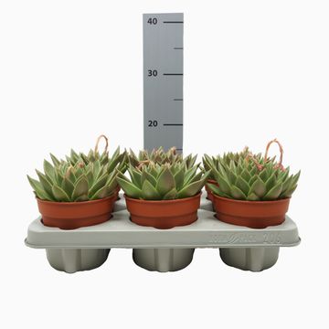 Echeveria agavoides