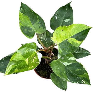 Philodendron FRESH AUREA