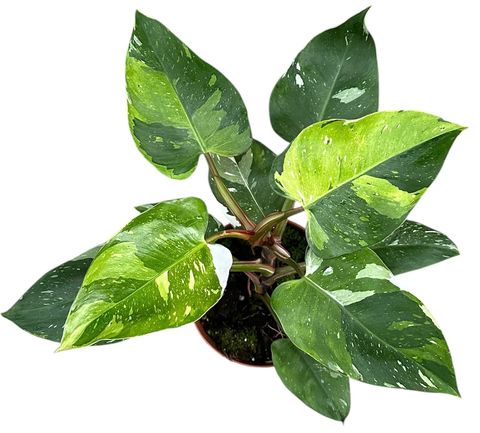 Philodendron FRESH AUREA