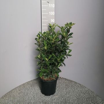 Photinia serratifolia CRUNCHY