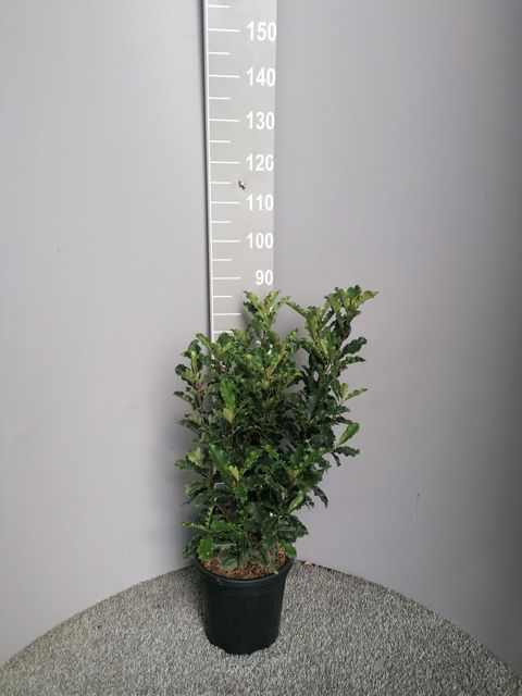 Photinia serratifolia CRUNCHY