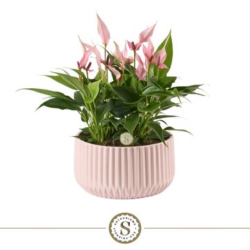 Arrangement Anthurium