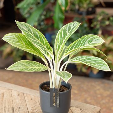 Aglaonema 'Summer Breeze'