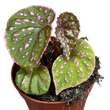 Begonia sp. Muara Wahau