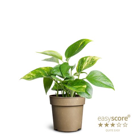 Epipremnum pinnatum 'Aureum'