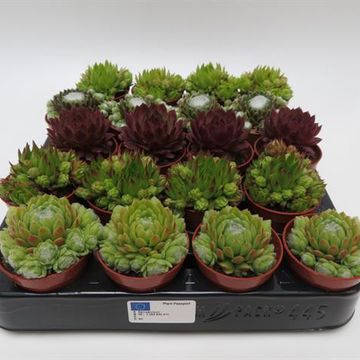 Sempervivum MIX