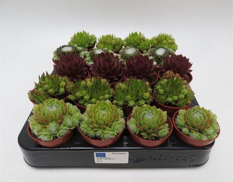 Sempervivum MIX