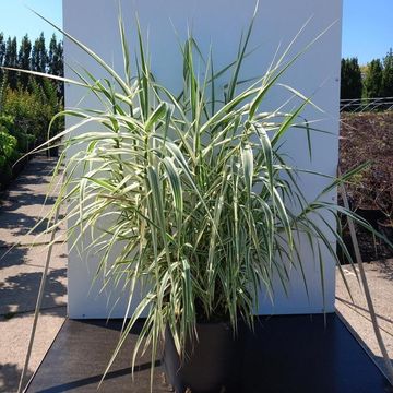 Arundo donax 'Aureovariegata'