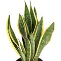 Sansevieria trifasciata 'Laurentii'