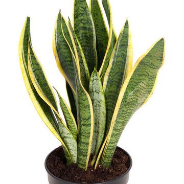 Sansevieria trifasciata 'Laurentii'