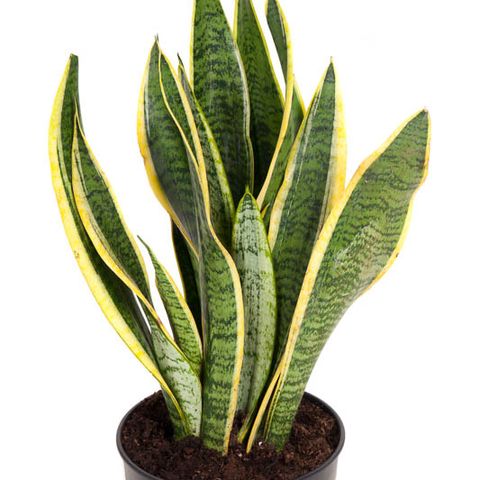 Sansevieria trifasciata 'Laurentii' — Plant Wholesale FlorAccess