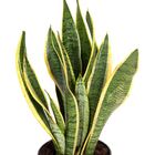 Sansevieria trifasciata 'Laurentii'