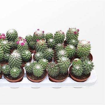 Mammillaria polythele 'Toluca'