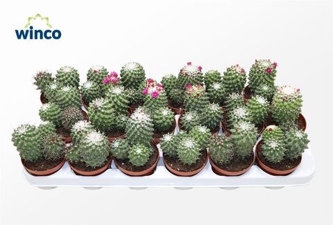 Mammillaria polythele 'Toluca'