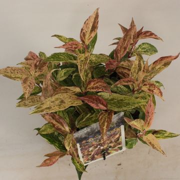 Leucothoe fontanesiana 'Рэйнбоу'