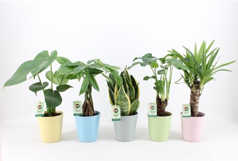 Houseplants MIX