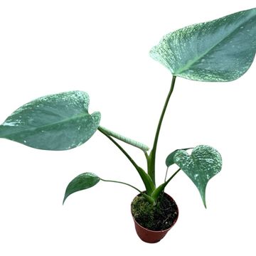 Monstera 'Devil Monster'