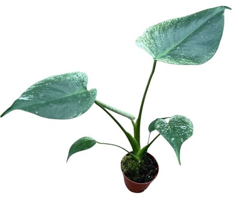 Monstera 'Devil Monster'