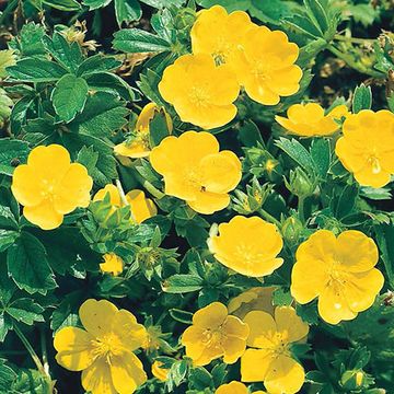 Potentilla aurea