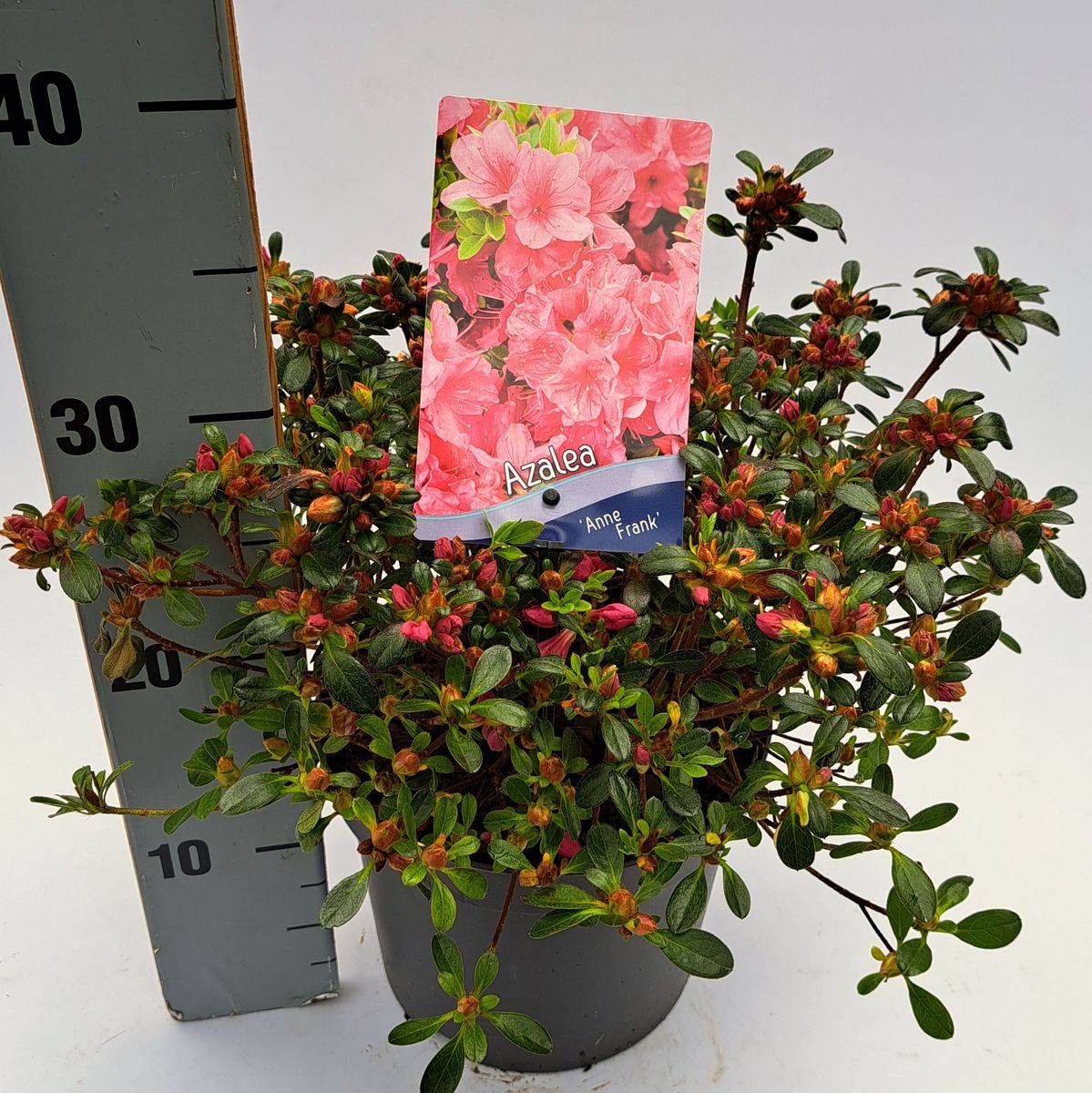 Rhododendron 'Anne Frank' (AJ) — Plant Wholesale FlorAccess