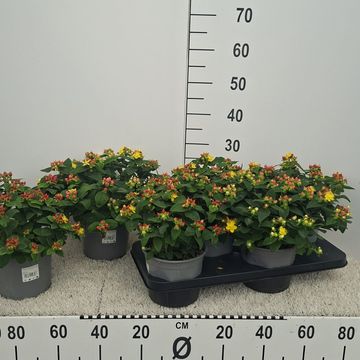 Hypericum androsaemum MIX
