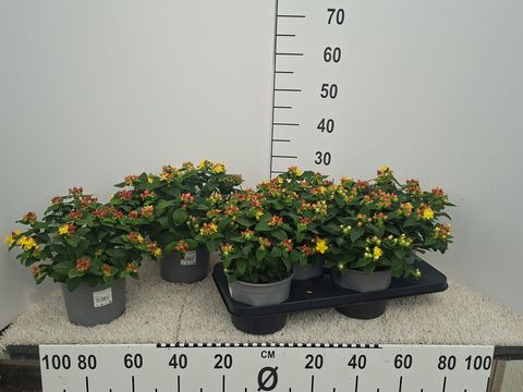 Hypericum androsaemum MIX
