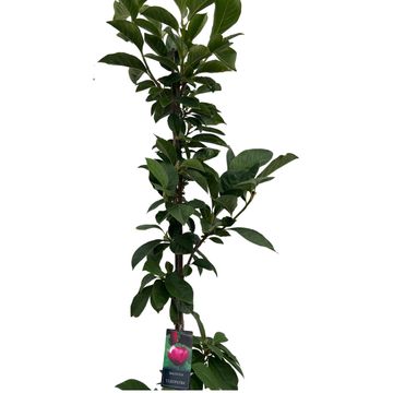 Magnolia 'Cleopatra'