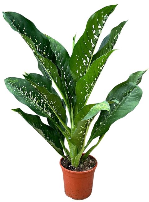 Dieffenbachia 'Crocodile'