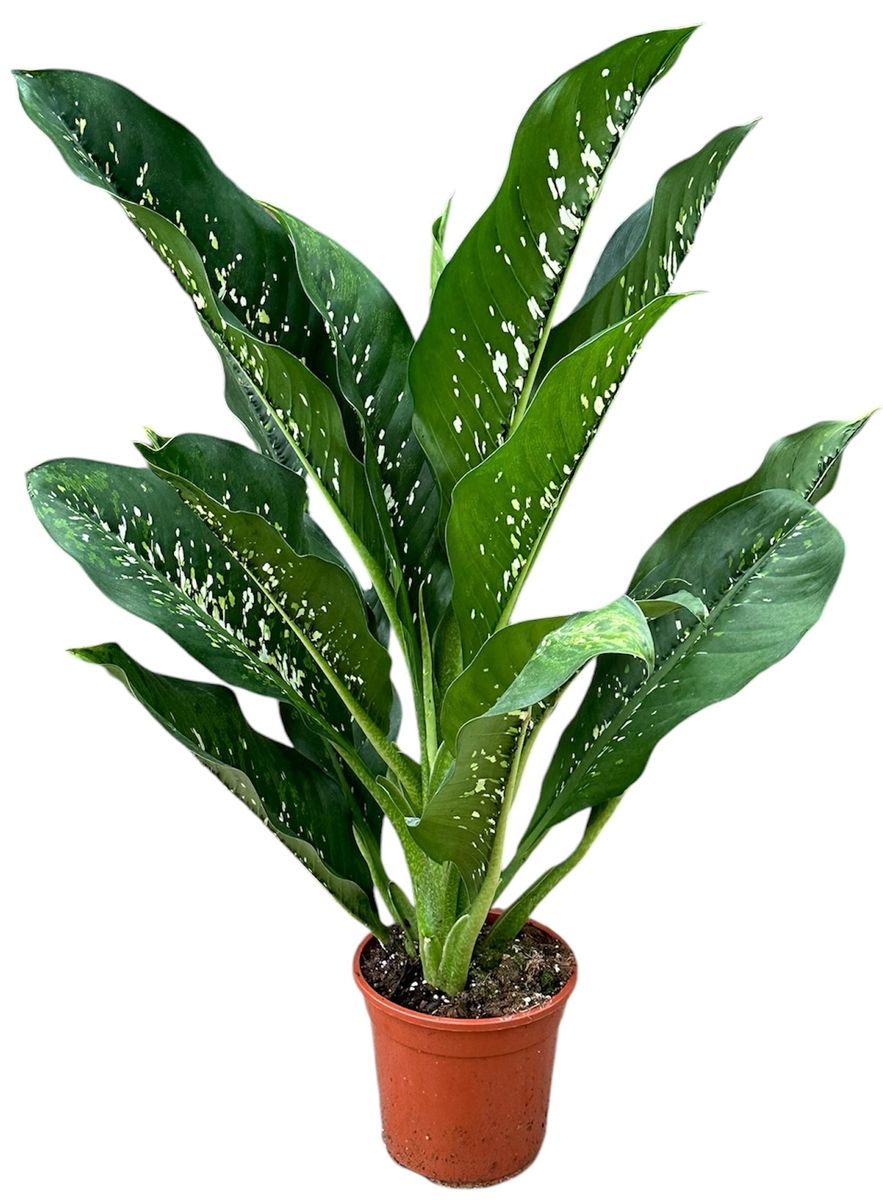 coconut tree house plant Coconut Palm Tree For Sale Including Care Guide main image 1