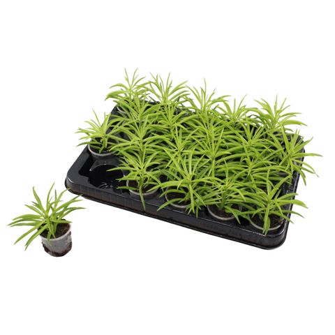 Peperomia ferreyrae 'Nevada'