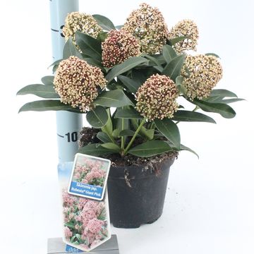 Skimmia japonica RUBESTA PINK GIANT