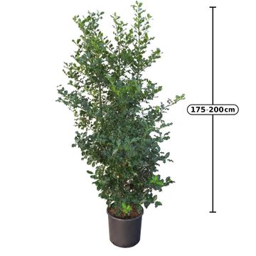 Ilex aquifolium