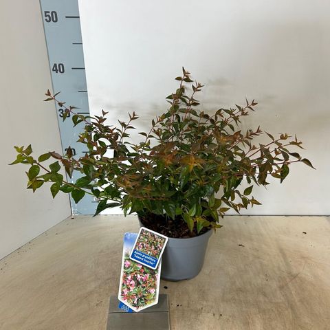 Abelia 'Edward Goucher'