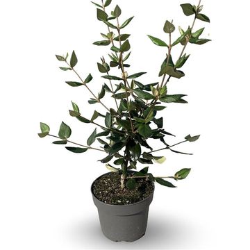 Viburnum x burkwoodii