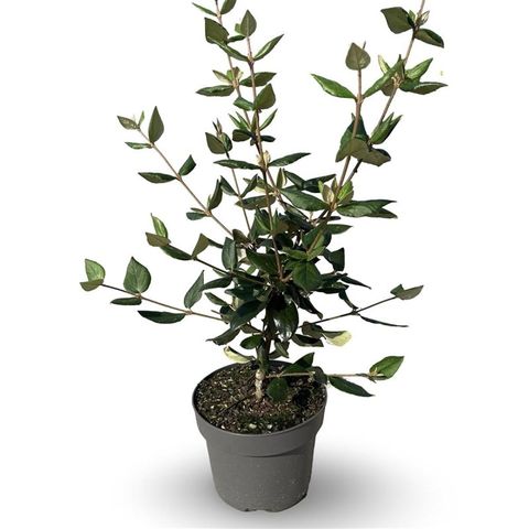 Viburnum x burkwoodii