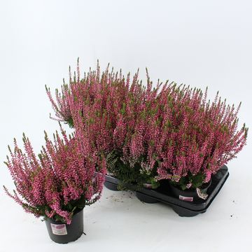 Calluna vulgaris GARDEN GIRLS ROSITA