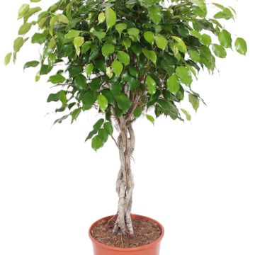 Ficus benjamina 'Exotica'